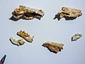 Fossil jawbones of Asoriculus corsicanus.jpg