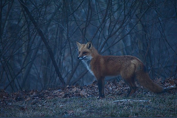 A red fox at dusk