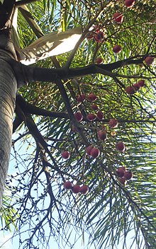 Seeds of the foxtail palm FoxtailPalm seeds.jpg