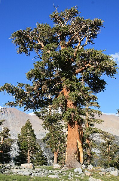 File:Foxtail pine Pinus balfouriana subsp austrina Big Arroyo.jpg