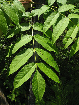 <i>Fraxinus nigra</i> Species of ash