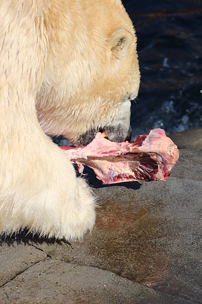 File:Fressender Eisbär (Ursus maritimus), Zoo Hannover.jpg