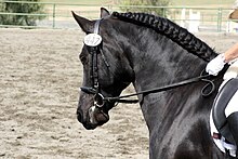 Kopf eines schwarzen Pferdes im Wettbewerb mit einem Netz ausgestattet.
