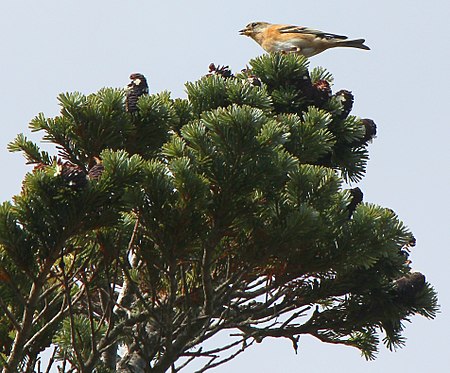 Fringilla montifringilla eating seed.JPG