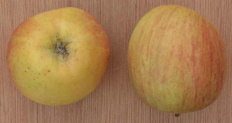 File:Fuji appel.jpg