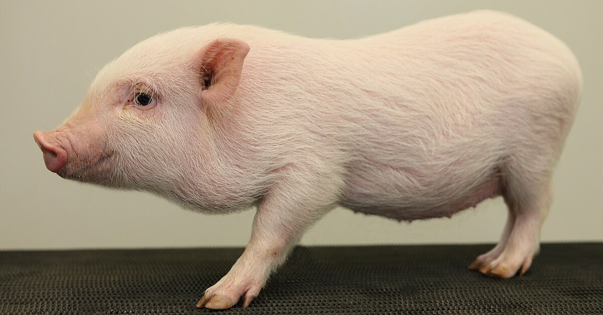 micro pig adult