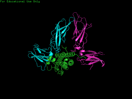 Two growth hormone-binding proteins (blue, pink) in a two-to-one ratio with growth hormone (green). Source: PDB 1HWG