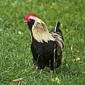 Gallus gallus domesticus LC0259.jpg