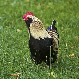 Coq de Faverolles allemande.