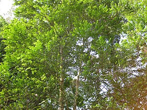 Phyllanthus: Beschreibung, Systematik und Verbreitung, Nutzung