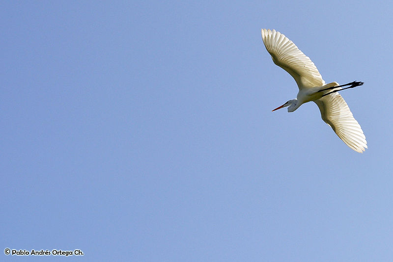 File:Garzas en el Parque Tayrona (4167787704).jpg