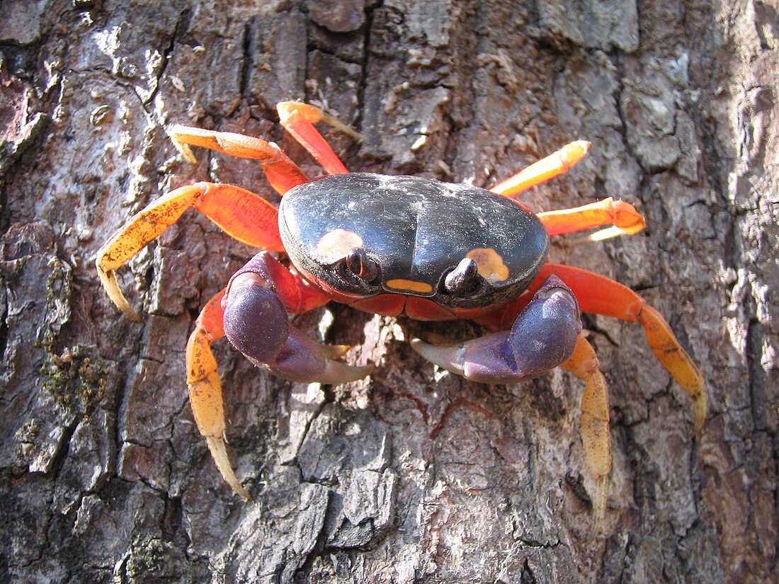 Gecarcinus