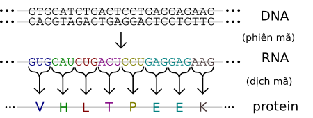 Tập tin:Genetic code vi.svg