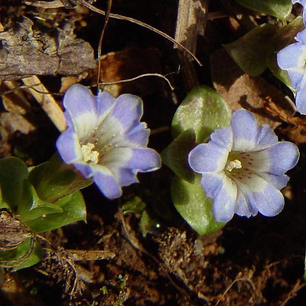 File:Gentiana laeviuscula (flower).jpg