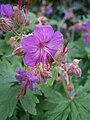 Geranium macrorrhizum close-up flower