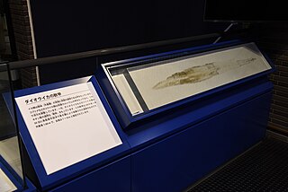 Giant squid - Ibaraki Nature Museum 03.jpg