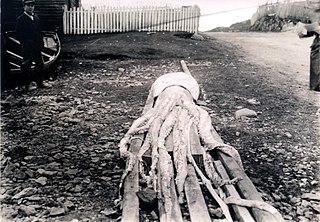 Giant squid from Newfoundland (2).jpg