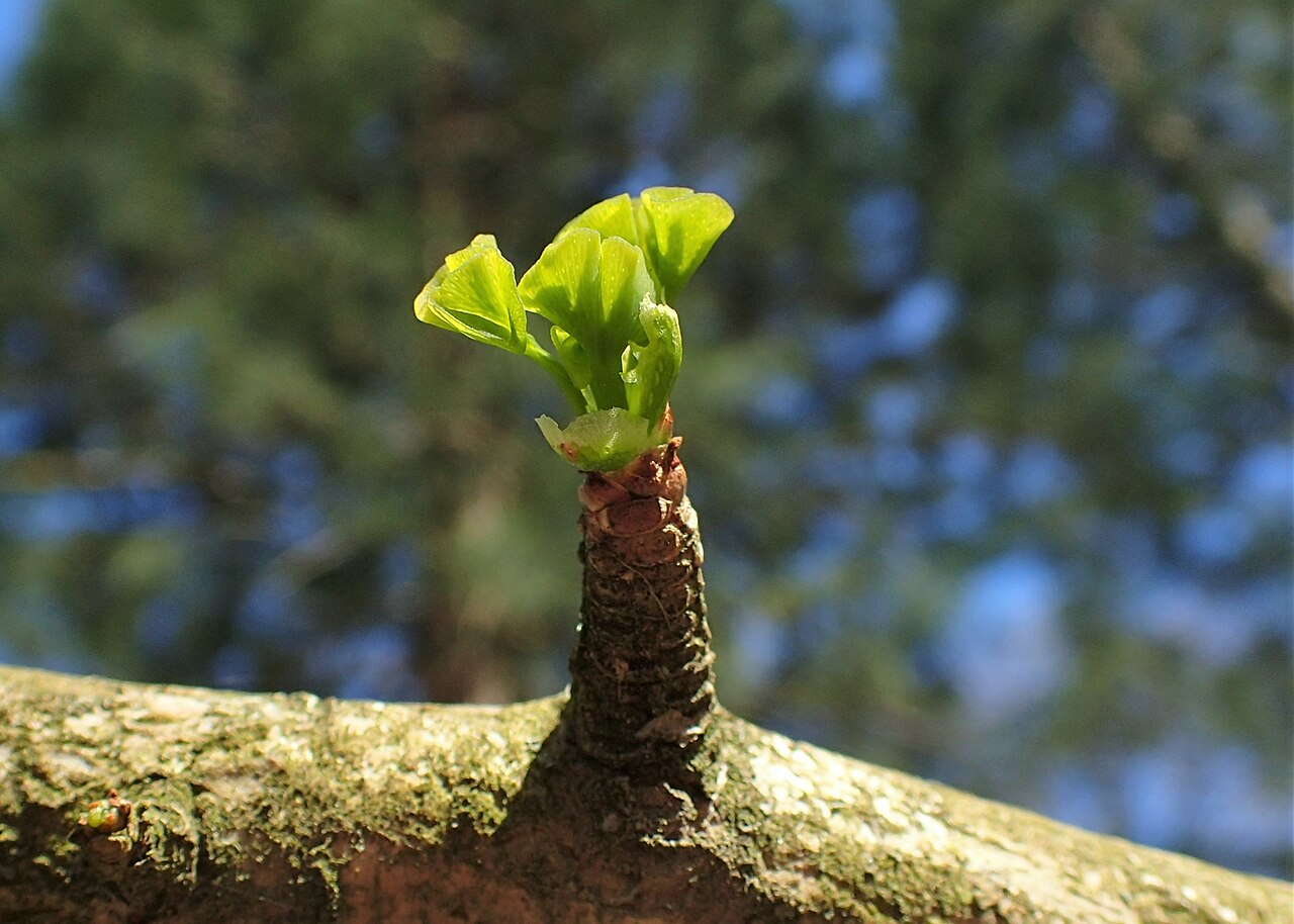 brote hiroshima Ginkgo biloba