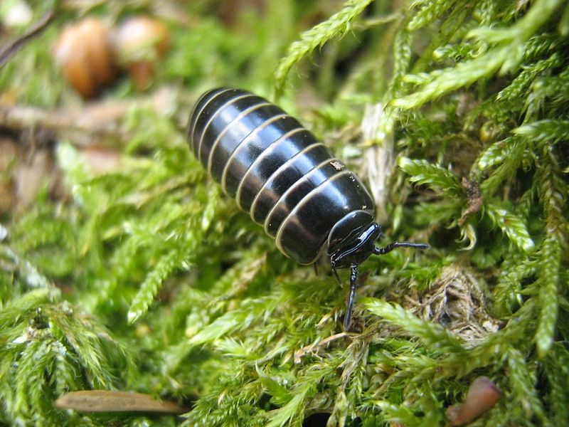 File:Glomeris-marginata-13-04-2008-077.jpg