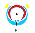 Glossina mouthparts derivate.jpg