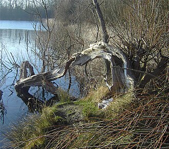 Part of the Blue Lagoon Gnarled Tree.jpg