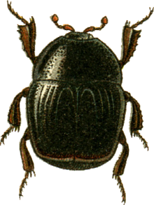 Gnathoncus rotundatus Jacobson.png