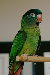 blue conure parrot