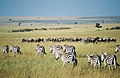 Zebres i nyus