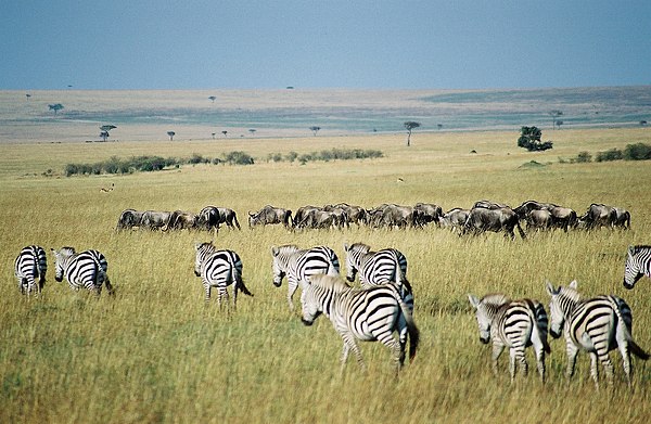 A scene with scattered bushes, animals, cloud shadows, and umbrella acacia trees