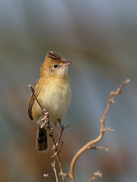 File:Golden-headed Cisticola (Cisticola exilis) (32340675094).jpg