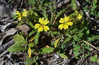 <i>Goodenia cycloptera</i> Species of plant