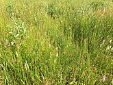 Associatie van veldrus en gevlekte orchis