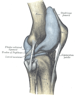 Articular capsule of the knee joint