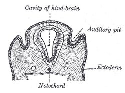 Doorsnede door het hoofd van een menselijk embryo, aan het begin van de vierde week (vanaf de menstruatie), in het gebied van de achterhersenen. Auditory pit=oorfossa