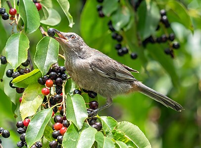 Gray catbird with a berry (16665)