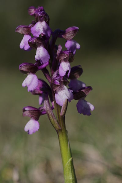 File:Green-winged Orchid - Anacamptis morio (17091861399).jpg