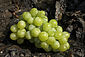 Green Grapes