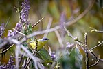 Thumbnail for File:Grey-hooded warbler in it's habitat.jpg