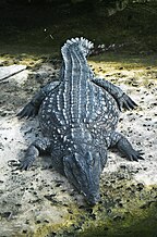 Crocodilia