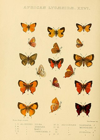<i>Aloeides simplex</i> Species of butterfly