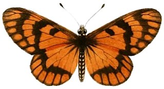 <i>Acraea zonata</i> Species of butterfly