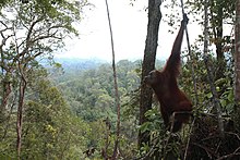 Paysage de forêt tropicale avec orang-outan.