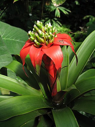<i>Guzmania eduardi</i> Species of flowering plant