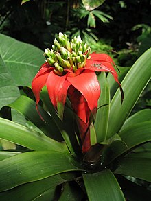 TÌNH YÊU CÂY CỎ ĐV 14  - Page 16 220px-Guzmania_eduardii_(TS)_2-03979