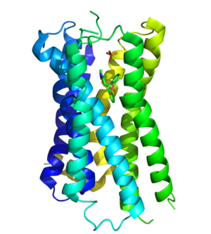 Structura receptorii histamini H1