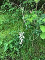 Habenaria plantaginea