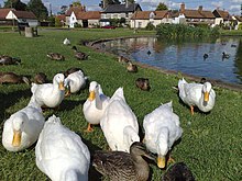 Aylesbury ducks by the pond