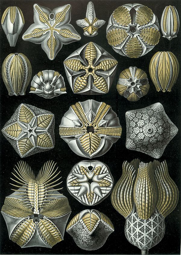 Haeckel Blastoidea