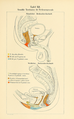 Hand-Atlas der sensiblen und motorischen Gebiete der Hirn- und Rückenmarksnerven zum Gebrauch für practische Ärzte und Studirende (1895) by Carl Hasse