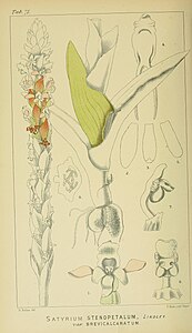 plate 72 Satyrium stenopetalum var. brevicalcaratum Satyrium stenopetalum subsp. brevicalcaratum
